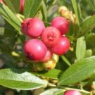 Pink Lemonade Blueberry US Plant