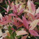 Noble Lady Fragrant Tea Olive Qiannan Guifei US Plant