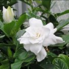 August Beauty Gardenia US Plant