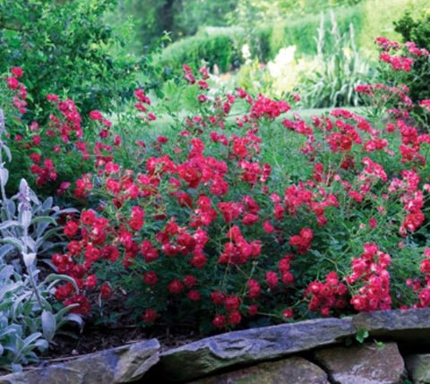 Red Drift Groundcover Rose US Plant