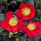 Yuletide Red Camellia Sasanqua US Plant