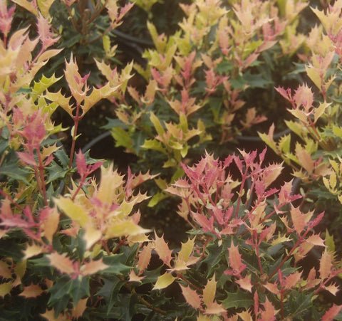 Party Lights Pink Flush Tea Olive osmanthus US Plant