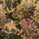 Party Lights Pink Flush Tea Olive osmanthus US Plant