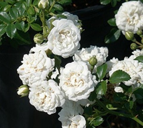 White Drift Groundcover Rose US Plant
