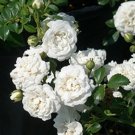 White Drift Groundcover Rose US Plant