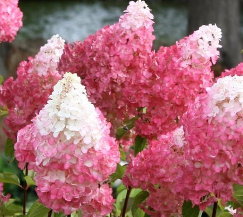 Vanilla Strawberry Pink Panicle Hydrangea US Plant