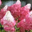 Vanilla Strawberry Pink Panicle Hydrangea US Plant