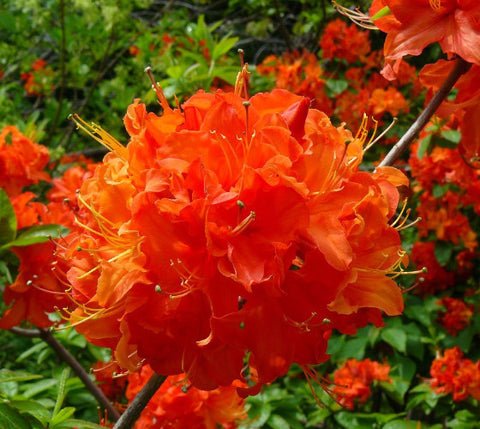 Mandarin Lights Orange Deciduous Azalea US Plant