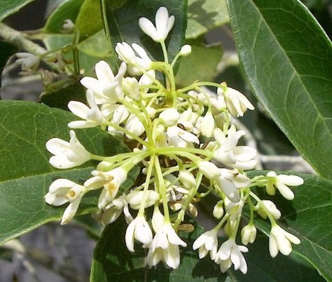 Fragrant Tea Olive osmanthus US Plant