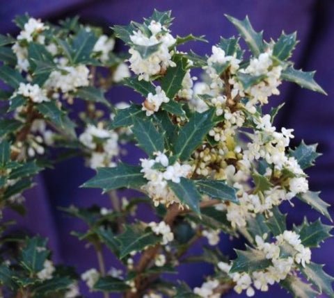 Fragrant Princess Dwarf Tea Olive osmanthus US Plant