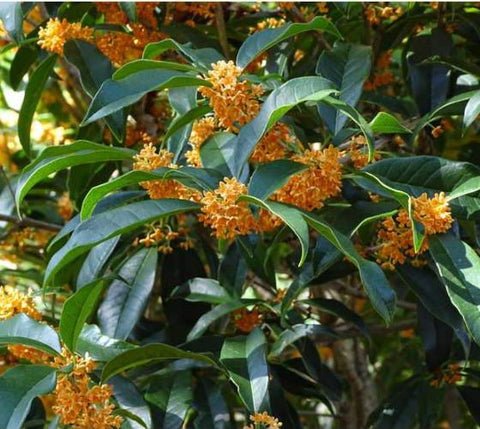 Apricot Echo Orange Tea Olive osmanthus US Plant