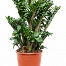 Zamioculcas Zenzi UK Plant