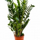 Zamioculcas Zamifolia Emerald Palm UK Plant