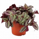 Tradescantia Zebrina - Wondering Jew UK Plant