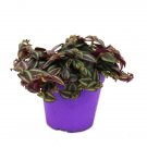 Tradescantia Purple Passion - Wondering Jew UK Plant