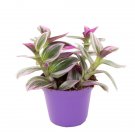Tradescantia Nanouk - Wondering Jew UK Plant