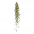 Tillandsia Usneoides - Spanish moss UK Plant