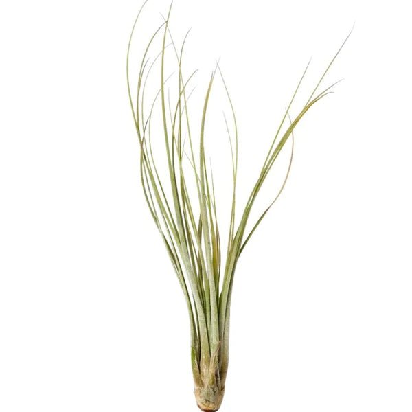Tillandsia Juncea - air plant UK Plant