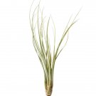 Tillandsia Juncea - air plant UK Plant