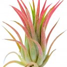 Tillandsia Ionantha red - air plant UK Plant