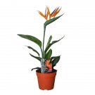 Strelitzia reginae - Bird of Paradise UK Plant