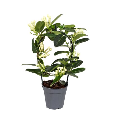 Stephanotis Floribunda - Madagascar Jasmine UK Plant