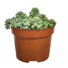 Sedum Burrito UK Plant