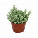 Sedum Burrito Exotic UK Plant