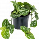 Scindapsus Pictus Argyraeus - Satin Pothos UK Plant