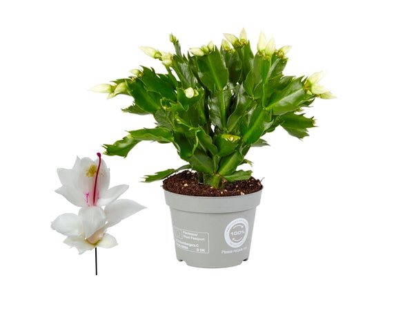 Schlumbergera - Christmas Cactus - White UK Plant