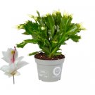 Schlumbergera - Christmas Cactus - White UK Plant