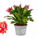 Schlumbergera - Christmas Cactus - Red UK Plant