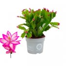 Schlumbergera - Christmas Cactus - Pink UK Plant