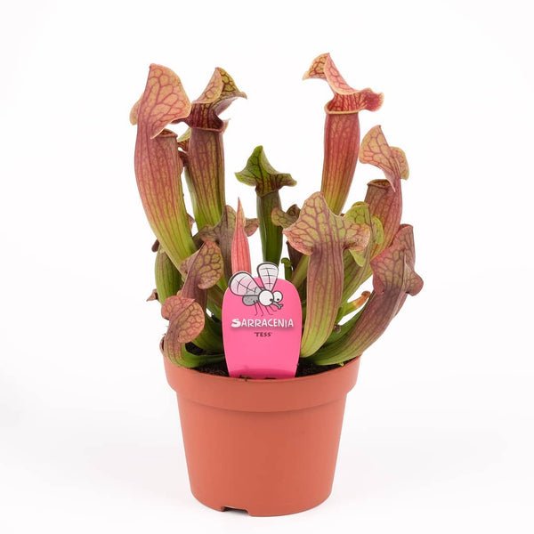 Sarracenia - Trumpet Pitcher plant UK Plant