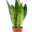 Sansevieria zeylanica UK Plant