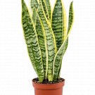 Sansevieria Laurentii UK Plant