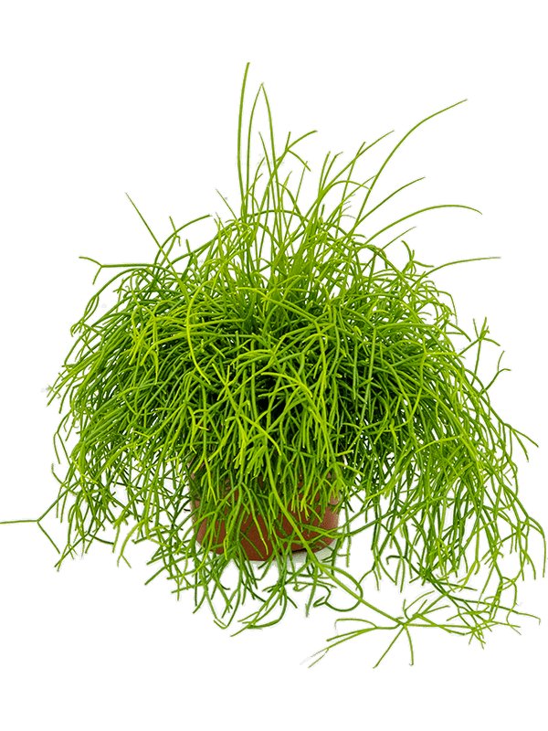 Rhipsalis Cassutha - Mistletoe Cactus UK Plant
