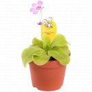 Pinguicula - Butterwort UK Plant
