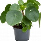 Pilea Peperomiodes - Money plant UK Plant