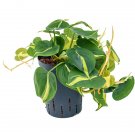 Philodendron Scandens Brasil - variegated Heart-leaf philodendron UK Plant