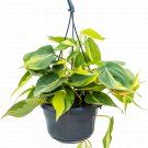 Philodendron Scandens Brasil variegated Heart-leaf philodendron hanging UK Plant