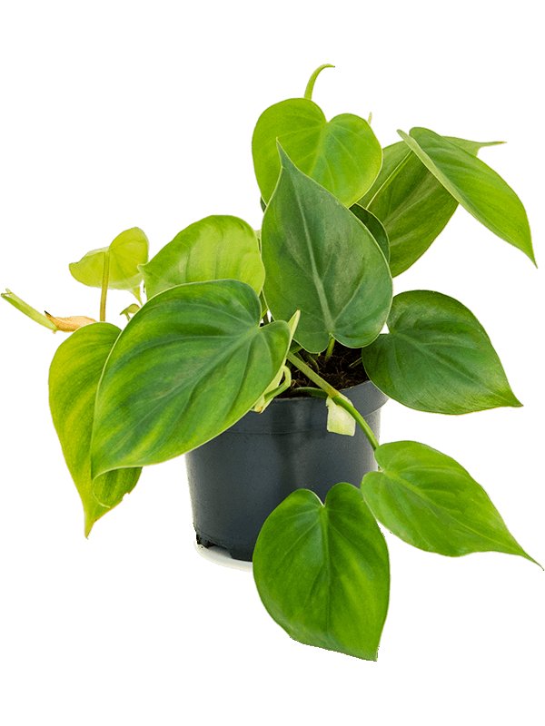 Philodendron Scandens - Heart-leaf philodendron UK Plant