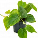 Philodendron Scandens - Heart-leaf philodendron UK Plant