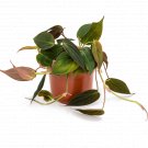 Philodendron Micans UK Plant