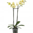 Phalaenopsis Orchid - Yellow 2stem UK Plant