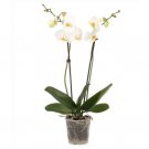 Phalaenopsis Orchid - White 2stem UK Plant