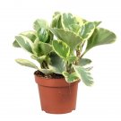 Peperomia Obtusifolia Variegata - Baby Rubber Plant UK Plant