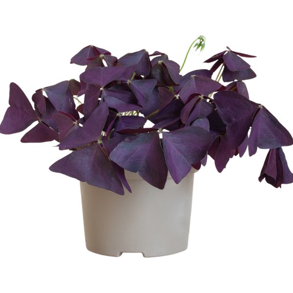 Oxalis Triangularis - Purple Shamrock UK Plant