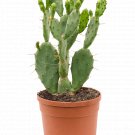 Opuntia vulgaris - prickly pear cactus UK Plant