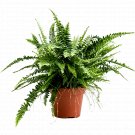 Nephrolepis exaltata - Boston Fern UK Plant